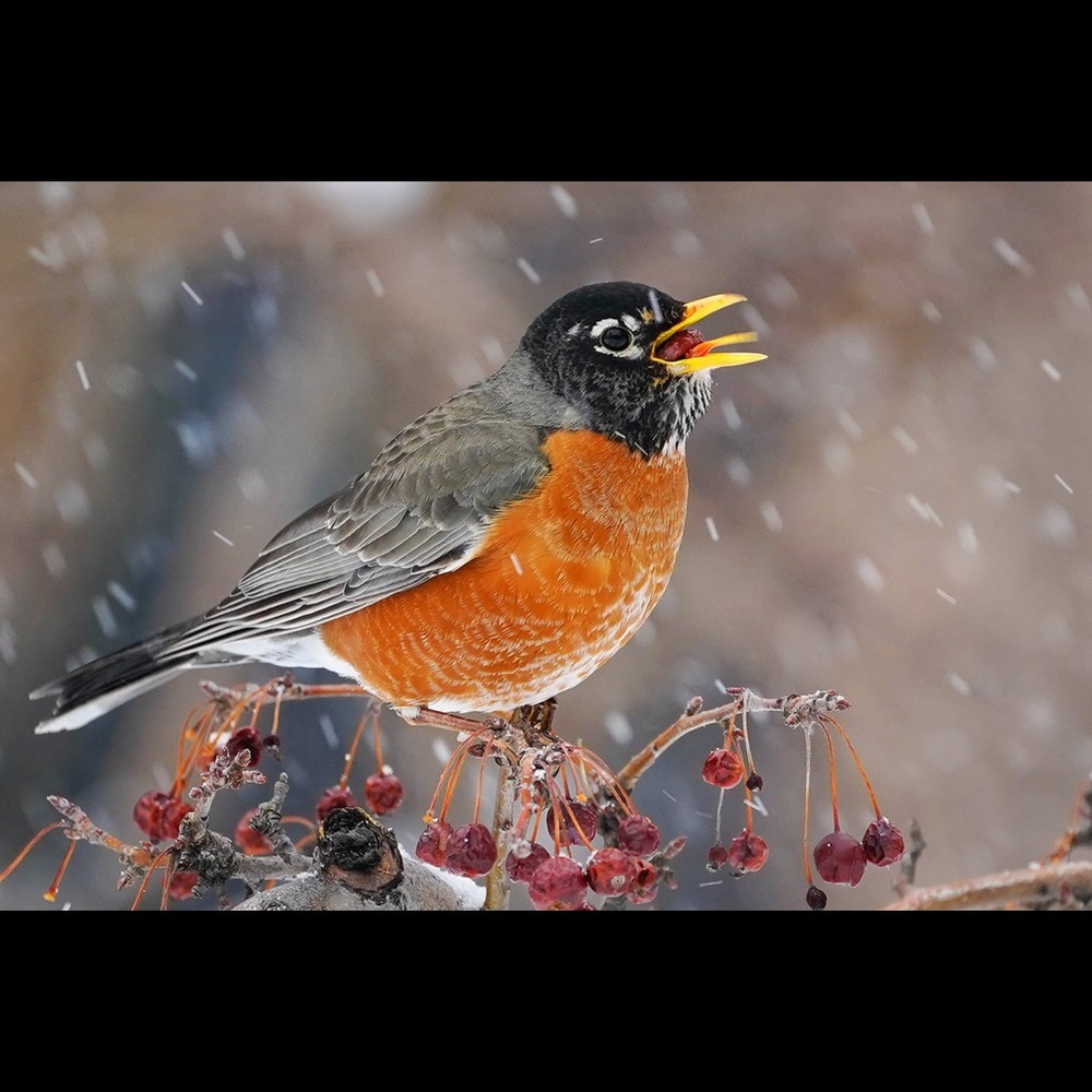 Meet your Posher, Robin